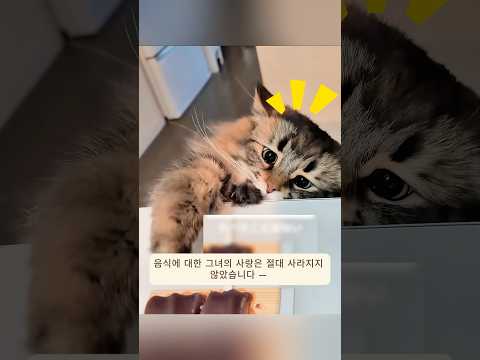 친절한 남성이 작은 아기 고양이를 발견하고 사랑스러운 집을 선물했다