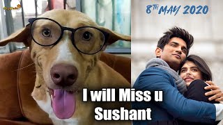 My Dog Watched Dil Bechara and Gets Emotional : Review With Romeo