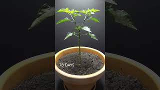 158 Days in 40 Seconds - Peter Pepper