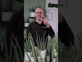 5 wichtigsten Tipps für Aloe Vera: So bleibt sie gesund &amp; stark| toom Pflanzentipps #shorts