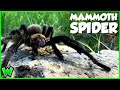 AMERICA&#39;S LARGEST SPIDER! Hunting for Giant Tarantulas