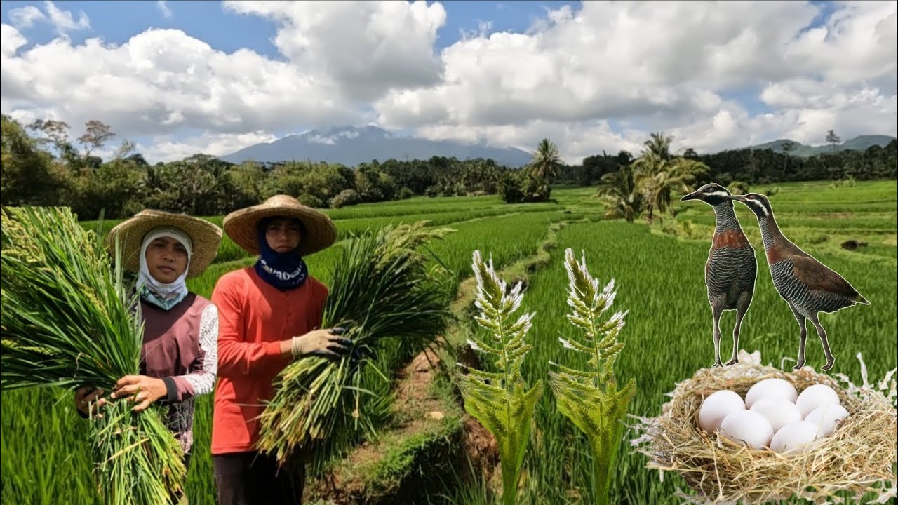 DAMO SA PALAYAN MAY PAKINABANG PALA ITO MAGANDA PAGKAKITAAN 
