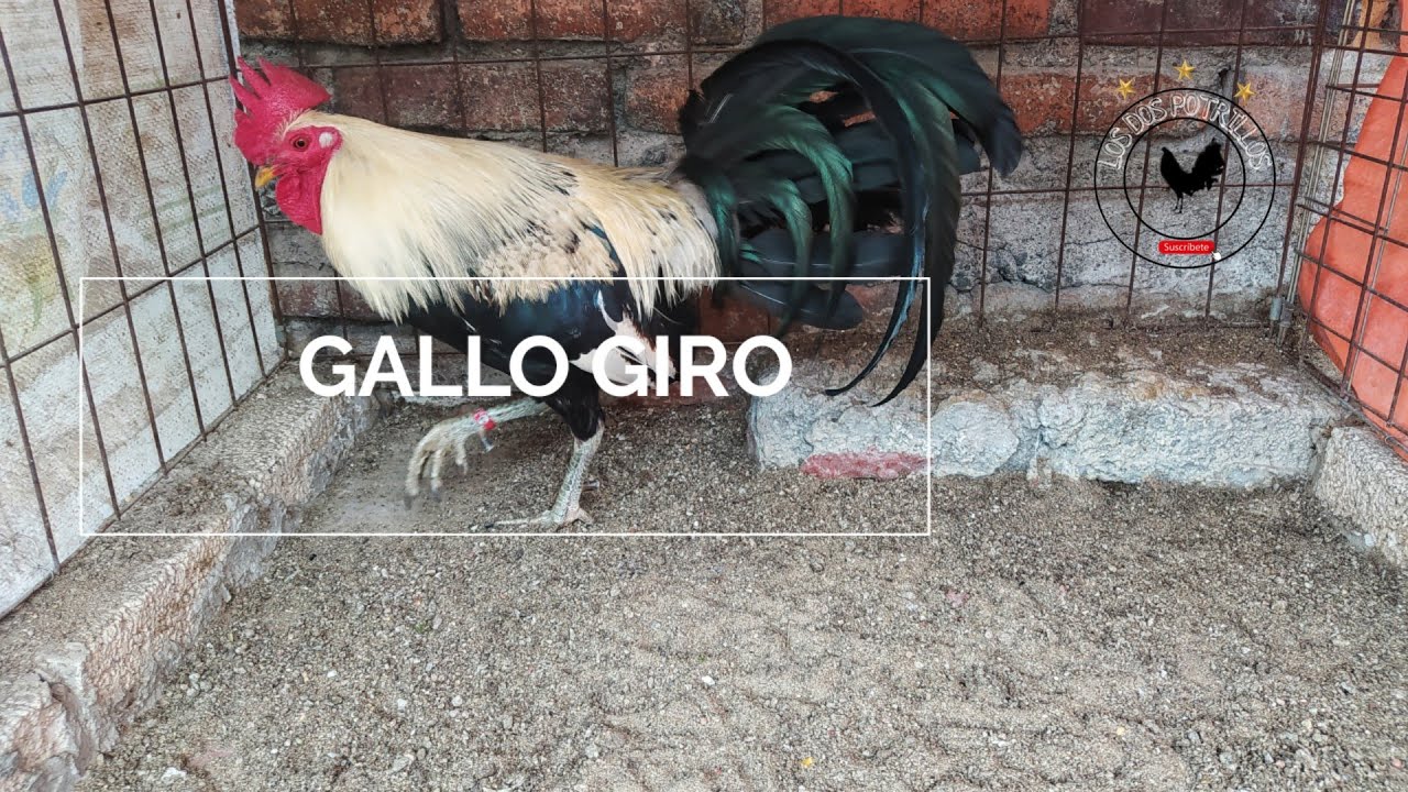 Gallo Giro de Manolo Torres, saliendo de la cría - YouTube