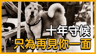 忠犬八公感動全日本的傳奇秋田犬愛狗人士必看 【Vonita奇聞說 | Kit】