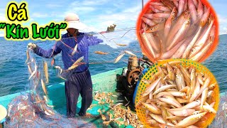The fisherman is hit by a heavy chisel fish on a lucky day | son phu quoc