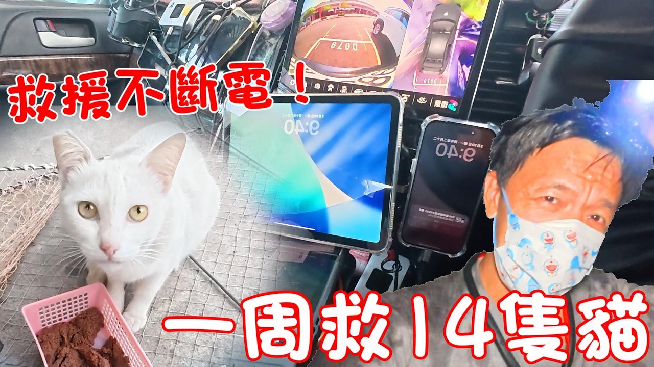 救援不斷電!一周救14隻貓的汝爸 縮圖