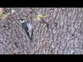 Wild birds of southern california oriole woodpecker robin jay