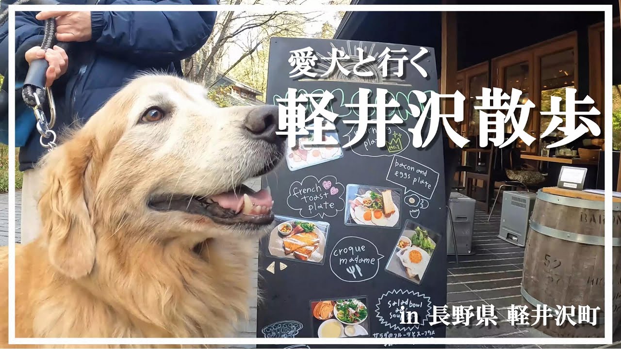 わんちゃんと軽井沢 ゴールデンレトリバー 軽井沢 わんちゃん お出かけ 犬 ハルニレテラス 白糸の滝 旧軽井沢銀座通り Youtube