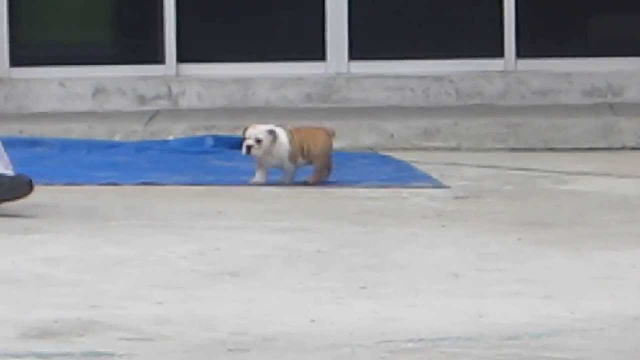 D´NAHROS STAR ATHOS I 08 AGO puppy paradise