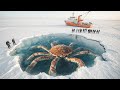 Ecosistema Nascosto e Misterioso Scoperto sotto il Ghiaccio Antartico