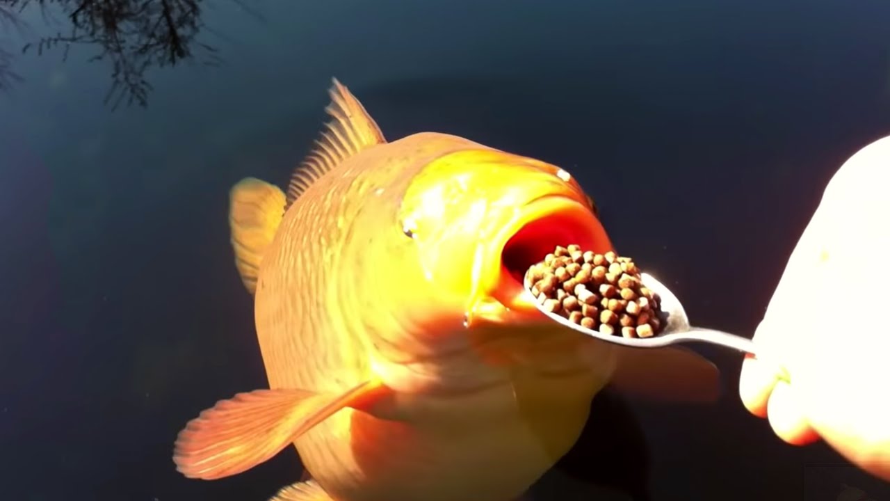 The Most Expensive Koi Fish In The World! - YouTube