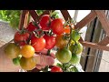 矮性ミニトマトお部屋で簡単に出来る水耕栽培