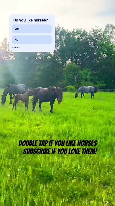 How much do you like horses? #horse #horselove #babyhorse #love #animals #virial #friesian #trending