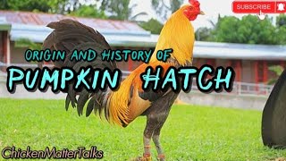 Origin and History of Pumpkin Hatch Gamefowl Bloodline #gallos #gamefowls #rooster #viral 