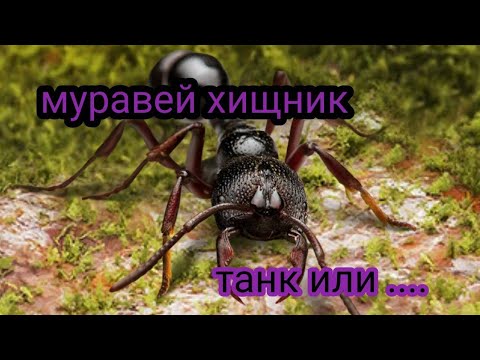 Видео: the ants underground kingdom ,predators , муравей хищник