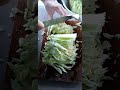 #asmr #cuttingskills #delicious #healthy #cabbage #yummy #vegetables #satisfying #relaxing #shorts