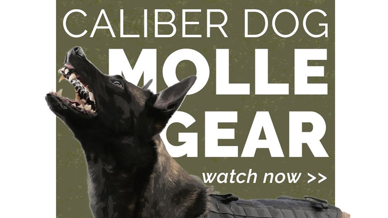 Caliber Dog Molle Gear Youtube