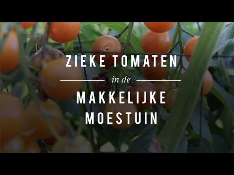Video: Tomatenziekten: veelvoorkomende ziekten van tomatenplanten