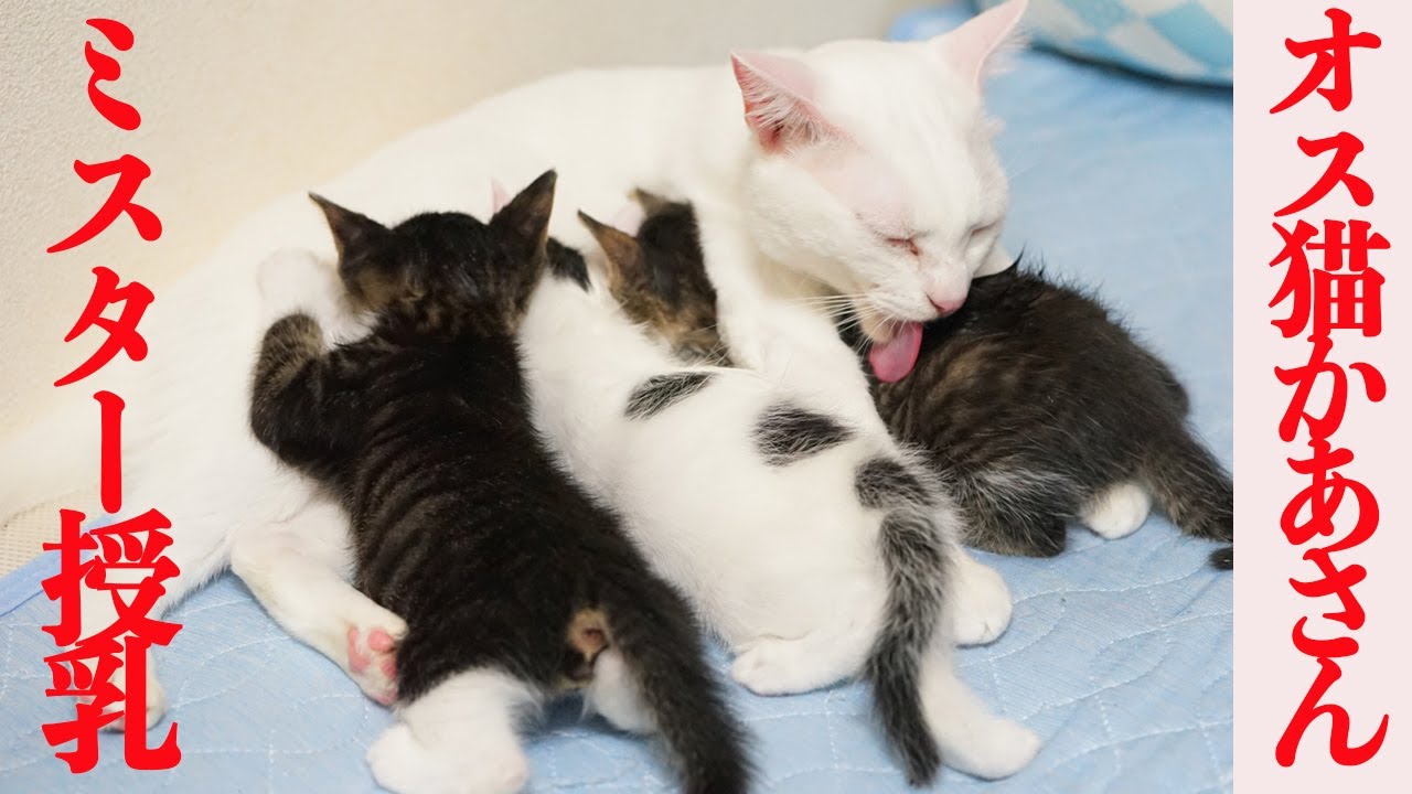 オス猫母さん、預かり子猫たちを七色の授乳で育てる My spacecat