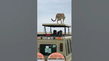 OMG Amazing Cheetah Jump On Tourists Jeep In The Serengeti Tanzania 