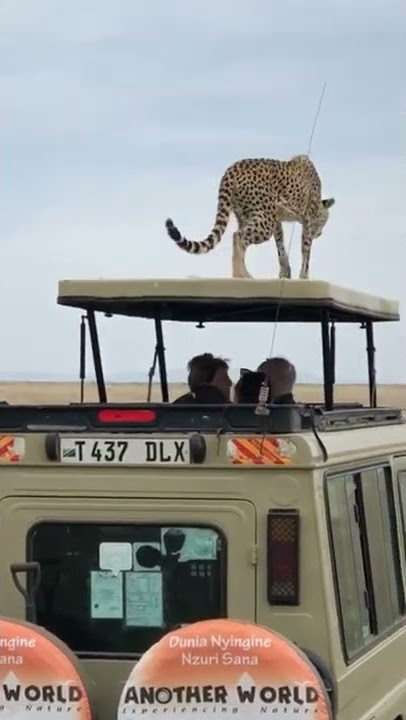 OMG, Amazing, Cheetah jump on Tourists Jeep in the Serengeti, Tanzania
