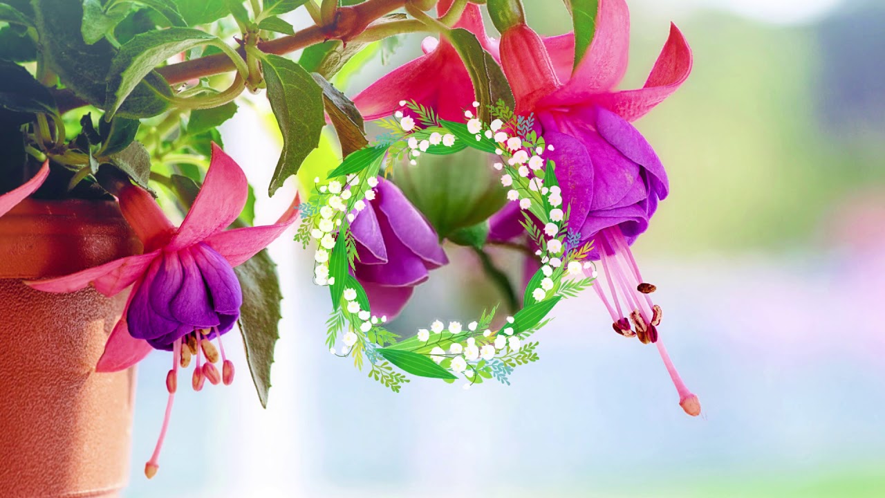 FLOWERS CAN DANCE Amazing nature Beautiful blooming flower YouTube