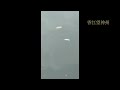 颱風紅霞來襲前夕有異象，沙田城門河死魚延綿數百米，目測有上百條。周六全日不斷有魚跳上水面。