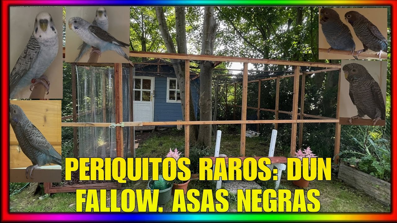 MOSTRANDO CRIAÇÃO DE PERIQUITOS RAROS: DUN FALLOW, ASAS NEGRAS E BLACK ...