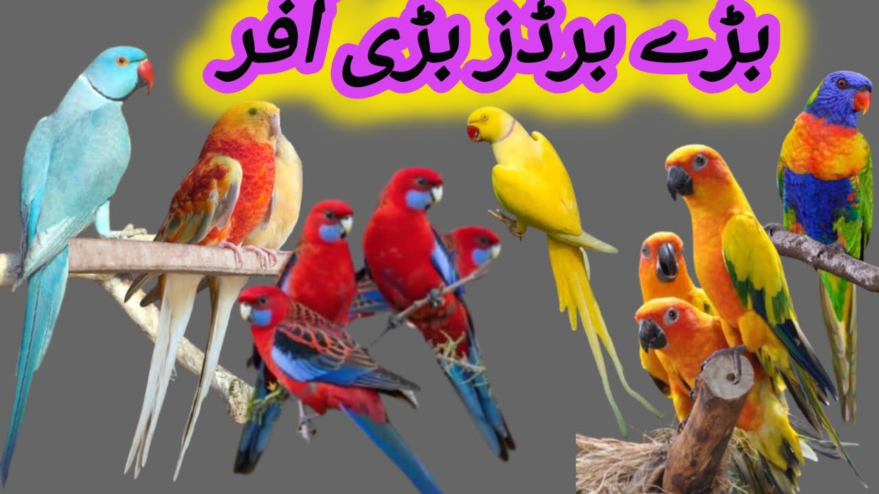 Mashallah Rump , Rosella Conour , ringnecks par Offer / Islamabad Pets 
