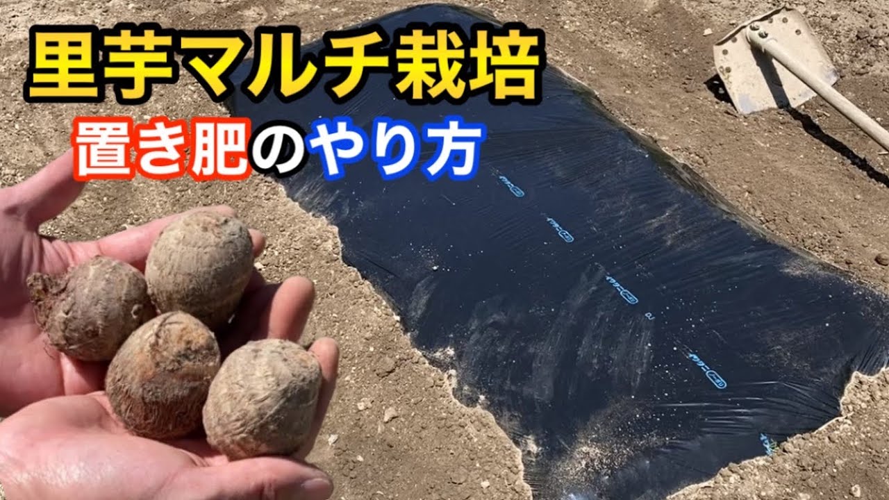【１㎡の野菜作り】里芋マルチ栽培！土作り〜置き肥のやり方について！　Taro planting