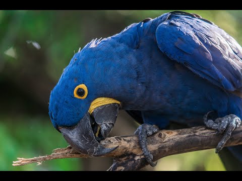 Blauaras