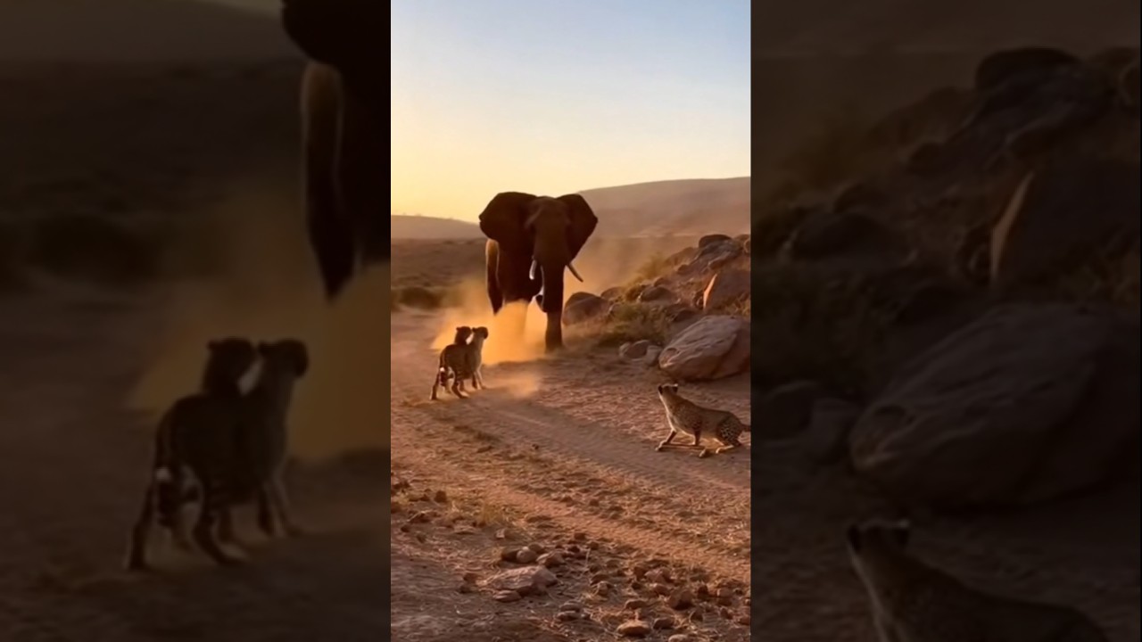 Elephant Blocks Leopards and Saves Buffalo on the Cliff! 🐘🐆