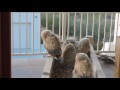 owl family starting to flap April 2017