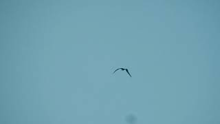 Iwa Flapping Flight