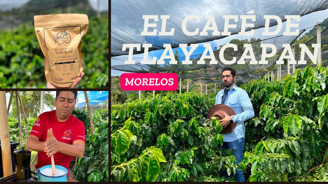 El mejor café de Morelos, Cafetal San José del pueblo mágico de Tlayacapan