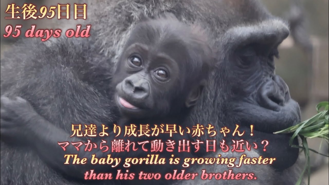 Горилла⭐️Трехмесячный детеныш очень активен и растет быстрее, чем его старший брат Кинтаро.