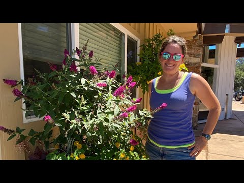 Video: Butterfly Bushin hoito – Perhospensaan hoito