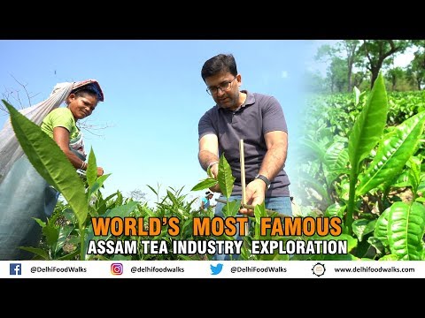 World's Most Famous Assam Tea Industry