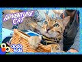 Fearless Cat Takes Her Dad On Wild Adventures! | Dodo Kids | Adventure Animals