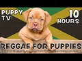 Scientifically proven 10 hours of playful calming reggae  soft rock for puppies