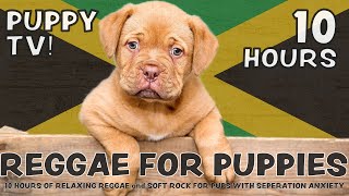 SCIENTIFICALLY PROVEN: 10 Hours of playful, calming Reggae & Soft Rock for puppies