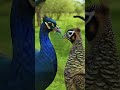 قصة أنثى الطاؤوس التي قررت وضع تحدي بين طاؤوسين لاختيار شريكها #animals #طيور #youtubeshorts