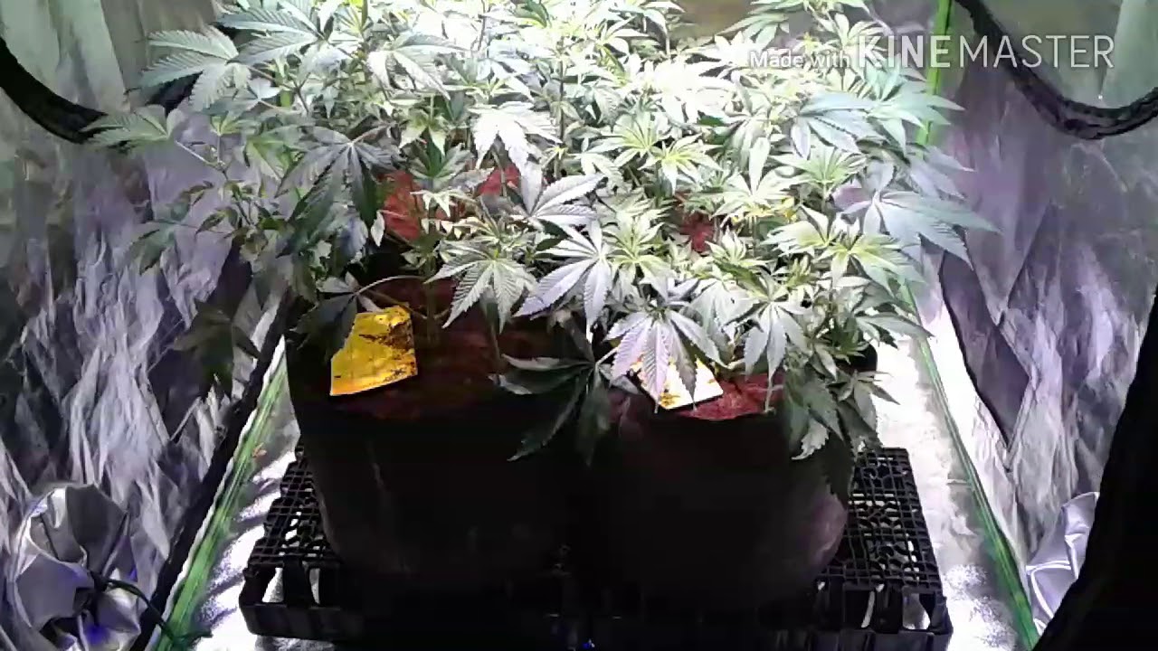 Optic 4 LED first day flower 