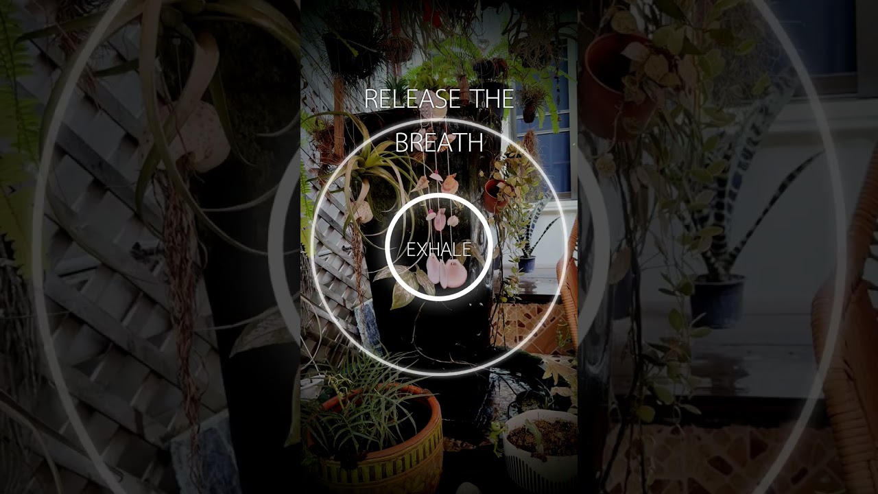 Meditation Minute - Did you spot the frog?