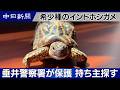 希少種のインドホシガメ 岐阜県の垂井警察署が保護し持ち主探す