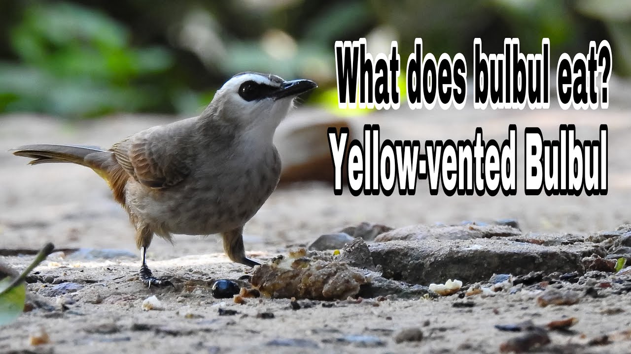 Yellow vented Bulbul | What does Bulbul eat ? Bird Photography | Koko ...