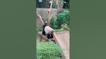 This guy is too careless about his image! Panda #Panda #Giant #Panda