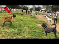 Fila brasileiro Gran encuentro con Rottweiler - Dogo argentino - Braco alemán -  mastín - tipo Bull