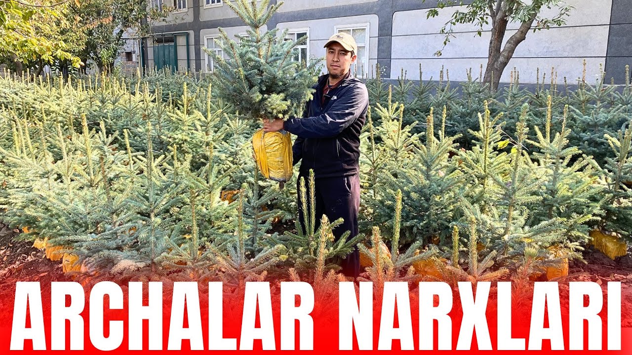 🌲ARCHA KO'CHATLAR NARXLARI ANDIJON | ARCHALAR 2025 - YouTube