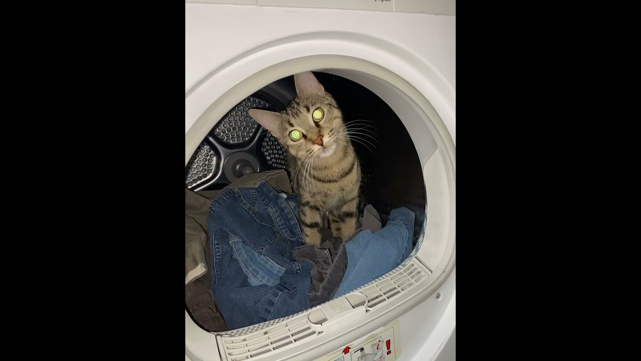 Cat in washing machine